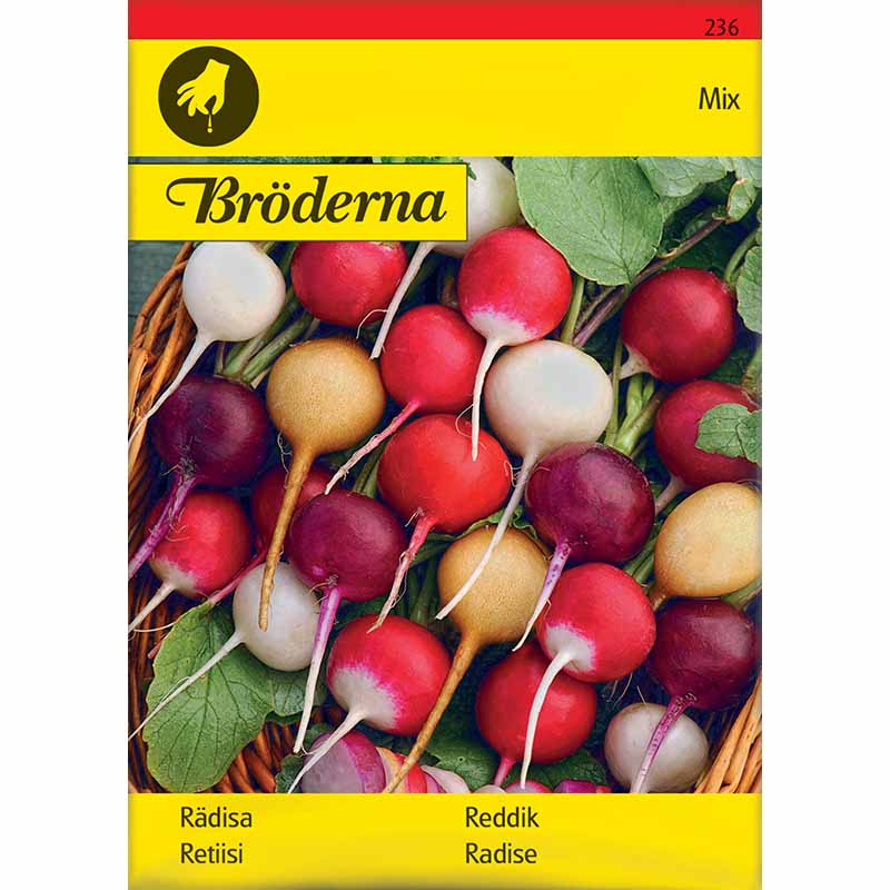 Radieschen Gemischte Farben