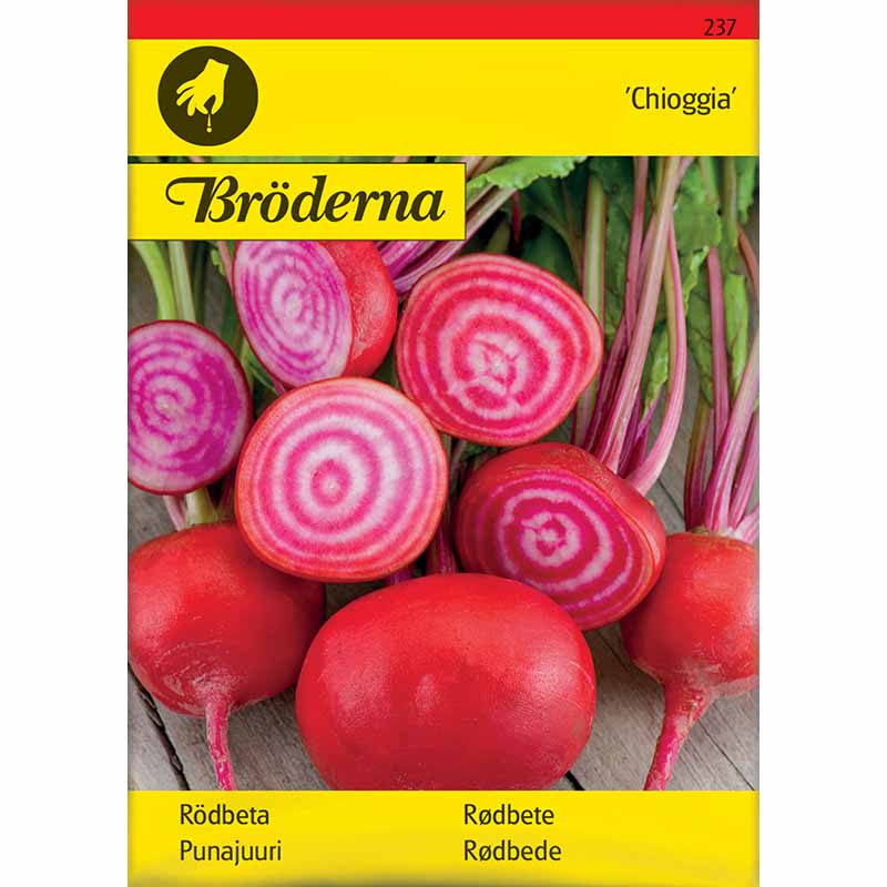 Rote Bete 'Chioggia'