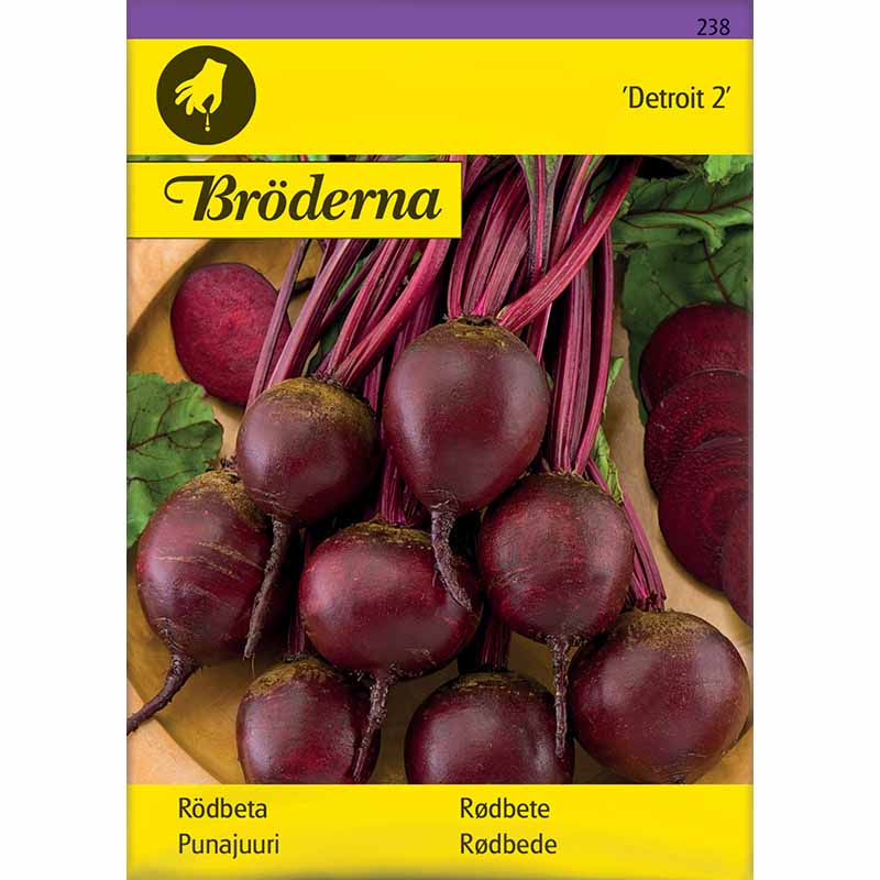 Rote Bete 'Detroit 2'