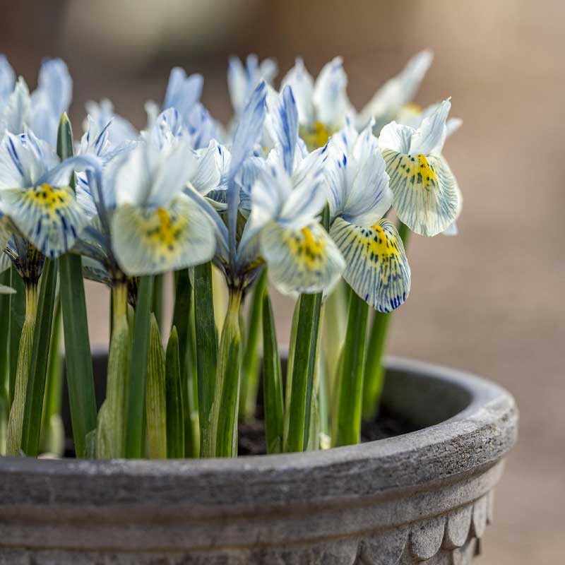 Frühlingsiris 'Katharine Hodgkin'