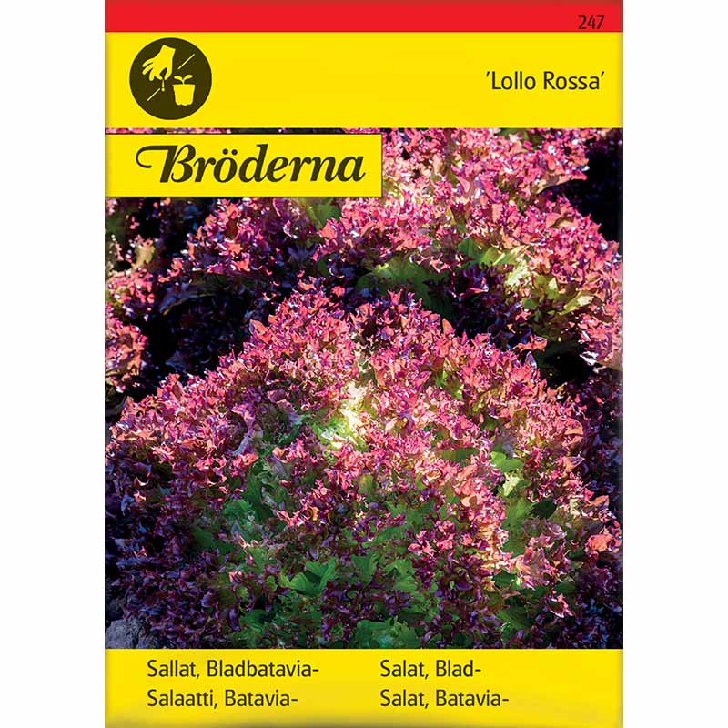 Blattsalat 'Lollo Rossa'