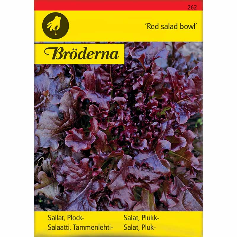 Pflücksalat 'Red salad bowl'