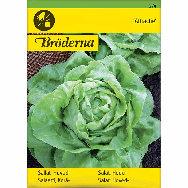 Kopfsalat 'Attractie'