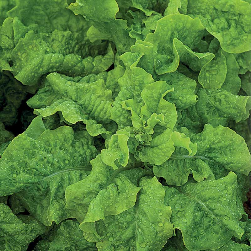 Feldsalat 'Vert de Cambrai'