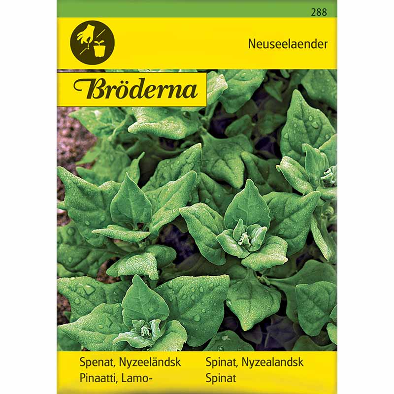 Neuseeländerspinat