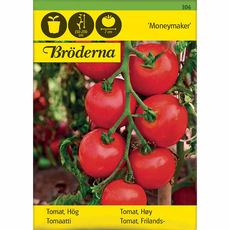Freilandtomate 'Moneymaker'
