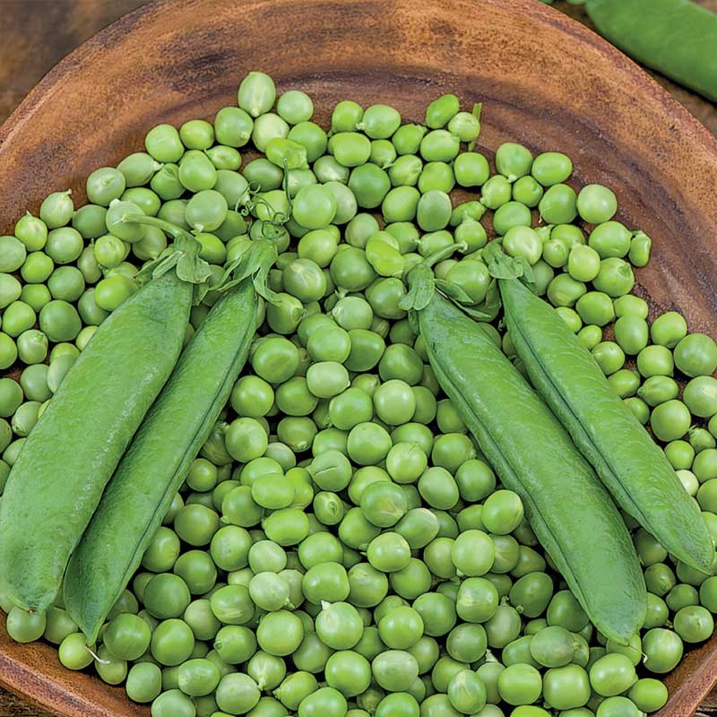 Markerbse 'Alderman'