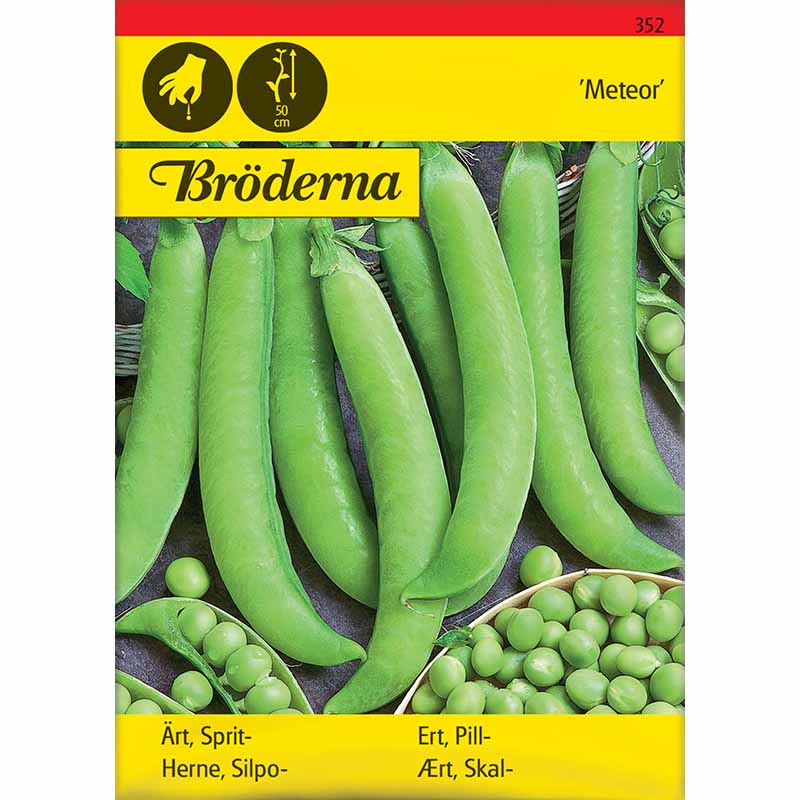 Markerbse 'Meteor'