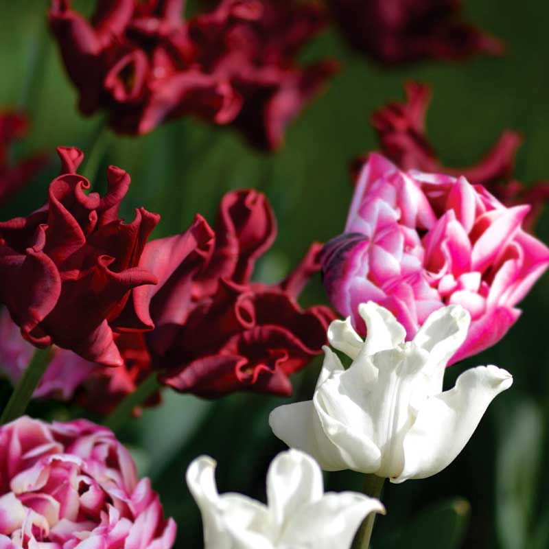 Lovely Match 'Dazzling Desire', 'Red Dress', 'White Liberstar'