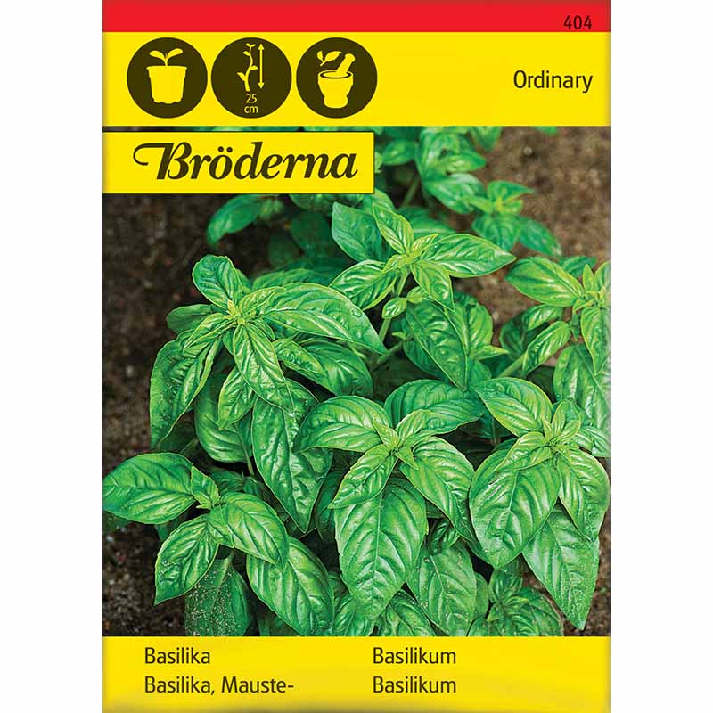 Basilikum 'Ordinary'