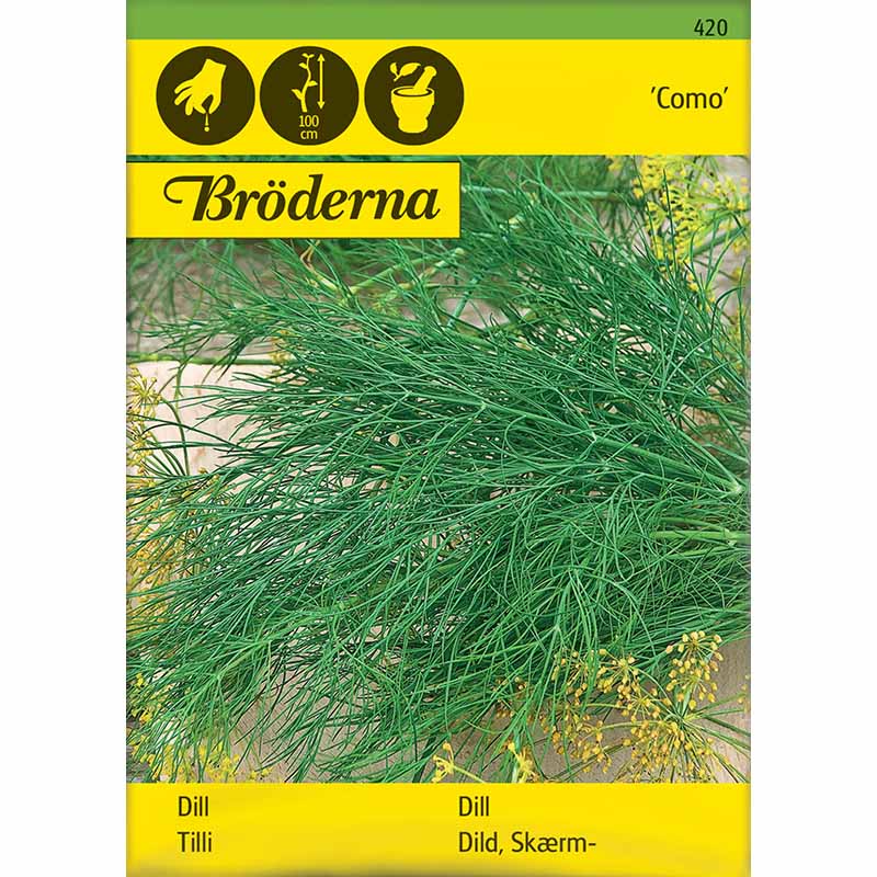 Dill 'Como'