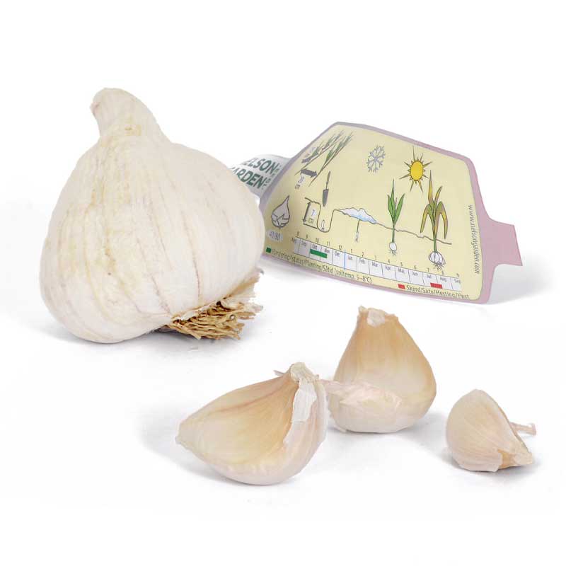 Knoblauch 'Precosem'