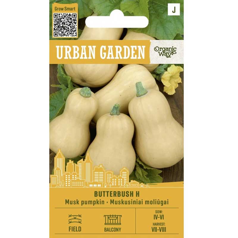 Kürbis ’Butterbush H’