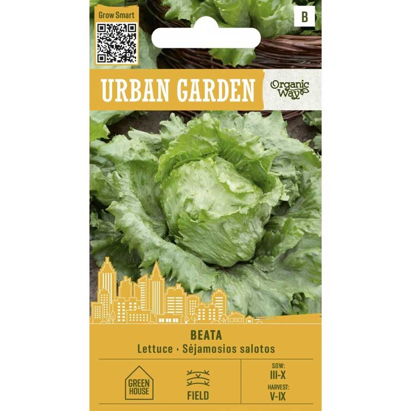 Kopfsalat ’Beata’