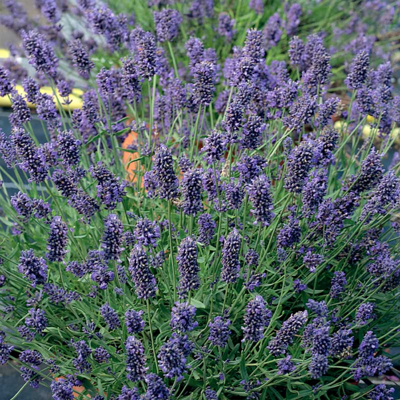 Lavendel