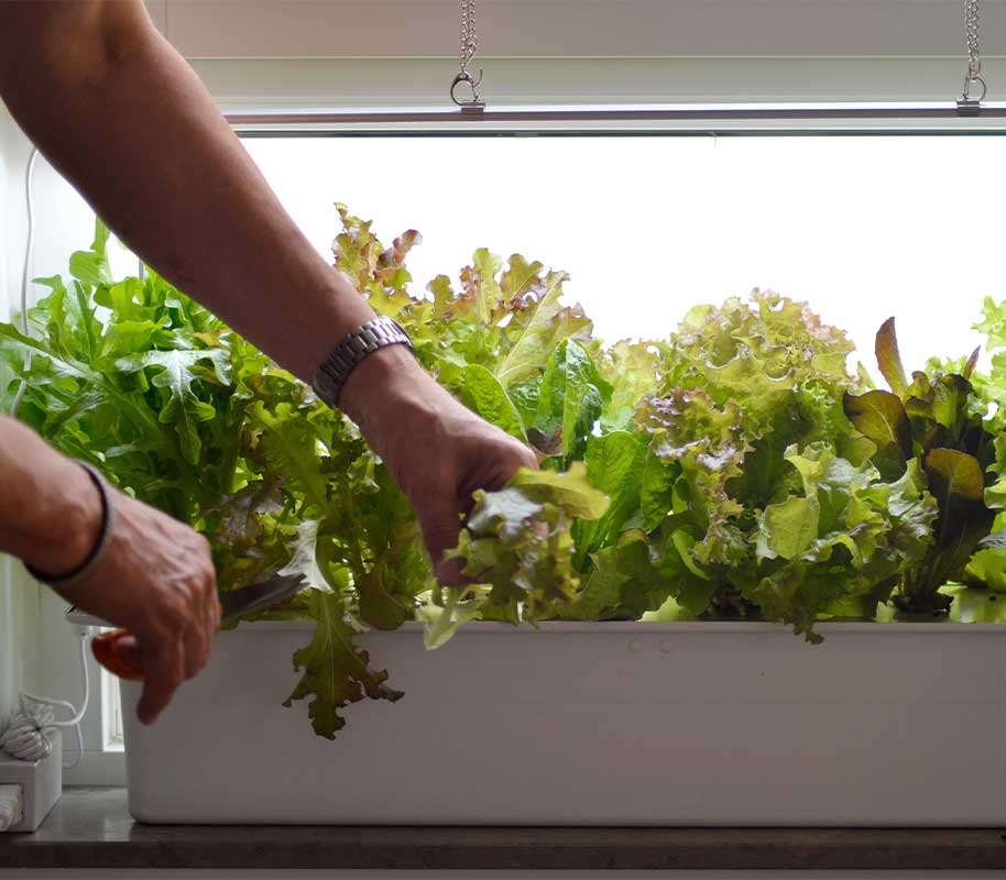 Hydroponisches System Harvy 6 weiß