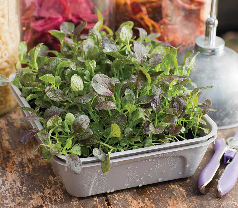 Zimmergewächshaus Micro Leaf Box