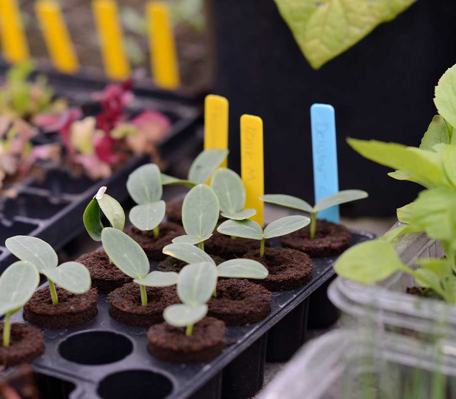 Bunte Pflanzenschilder, 40 Stk