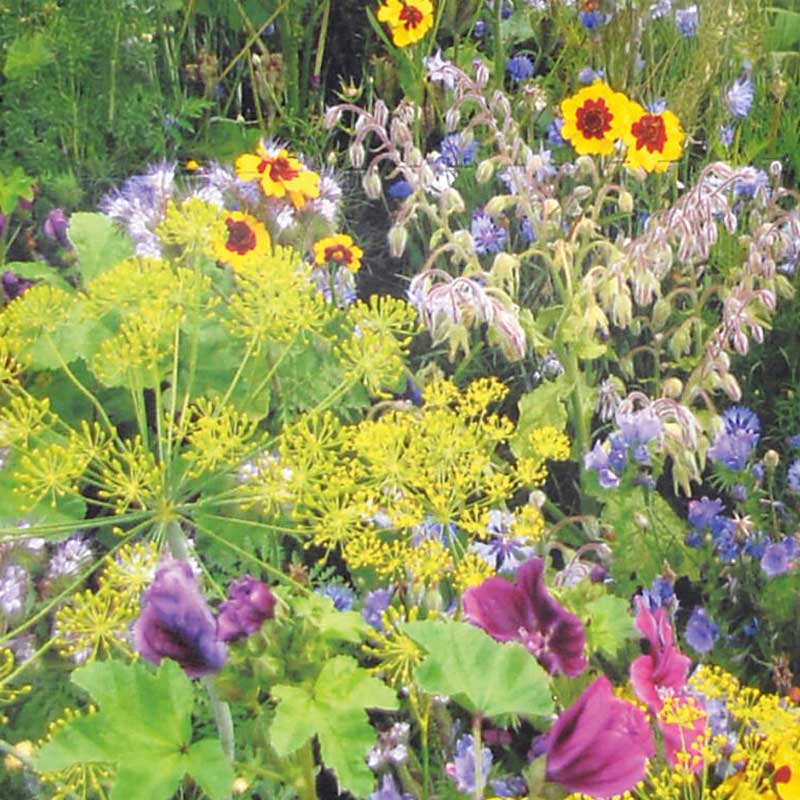 Flowers f ör bin och fjärilar