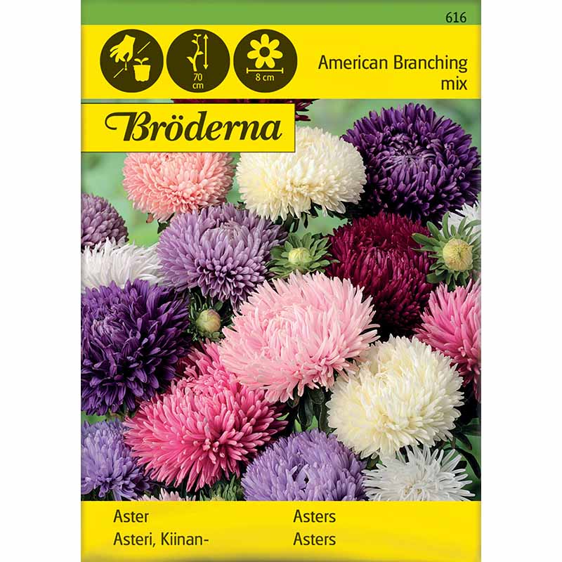 Amerikanische Buschmalve