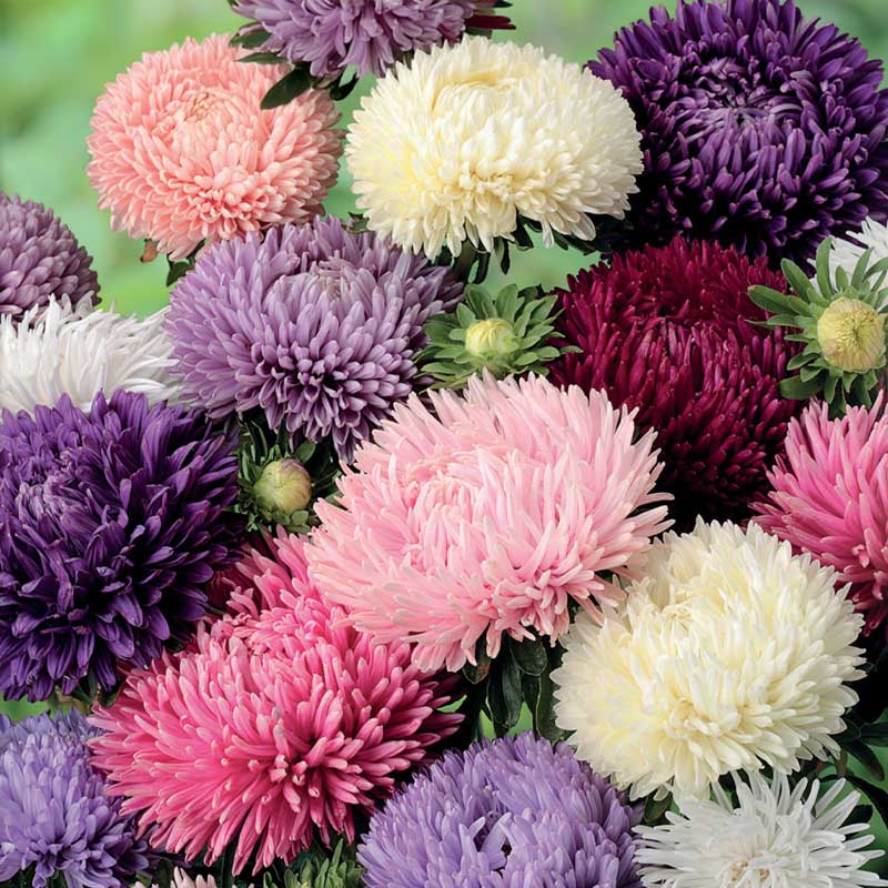 Amerikanische Buschmalve