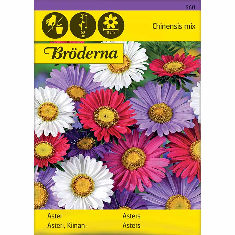 Sommeraster 'Chinensis mix'