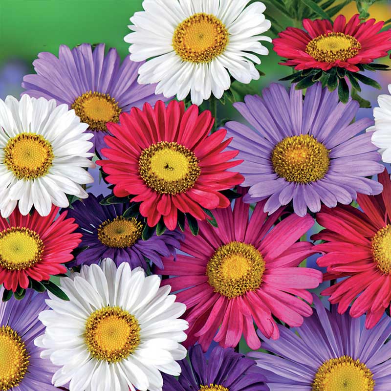 Sommeraster 'Chinensis mix'