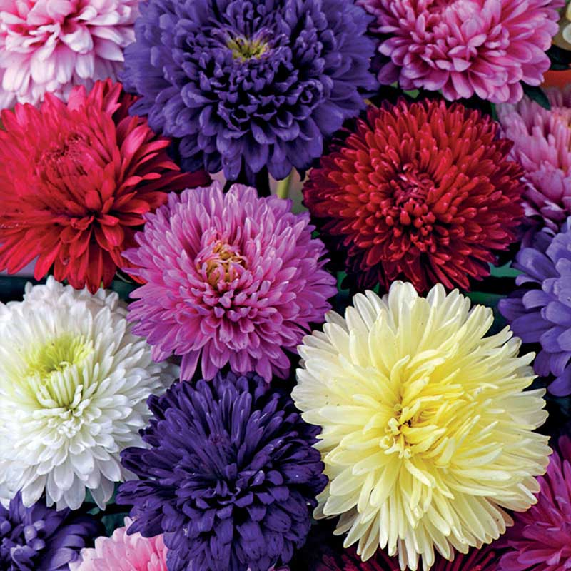 Doppelte Aster Mischung Bio