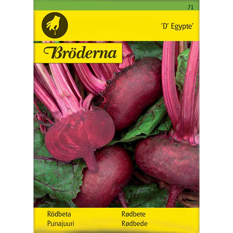 Rote Bete 'D' Egypte'