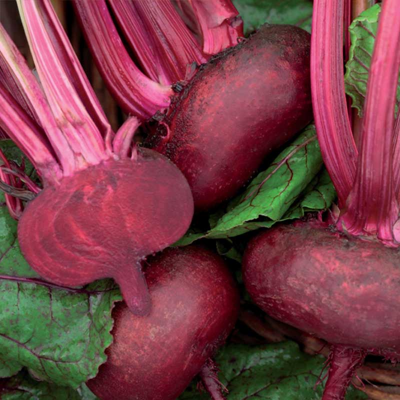 Rote Bete 'D' Egypte'