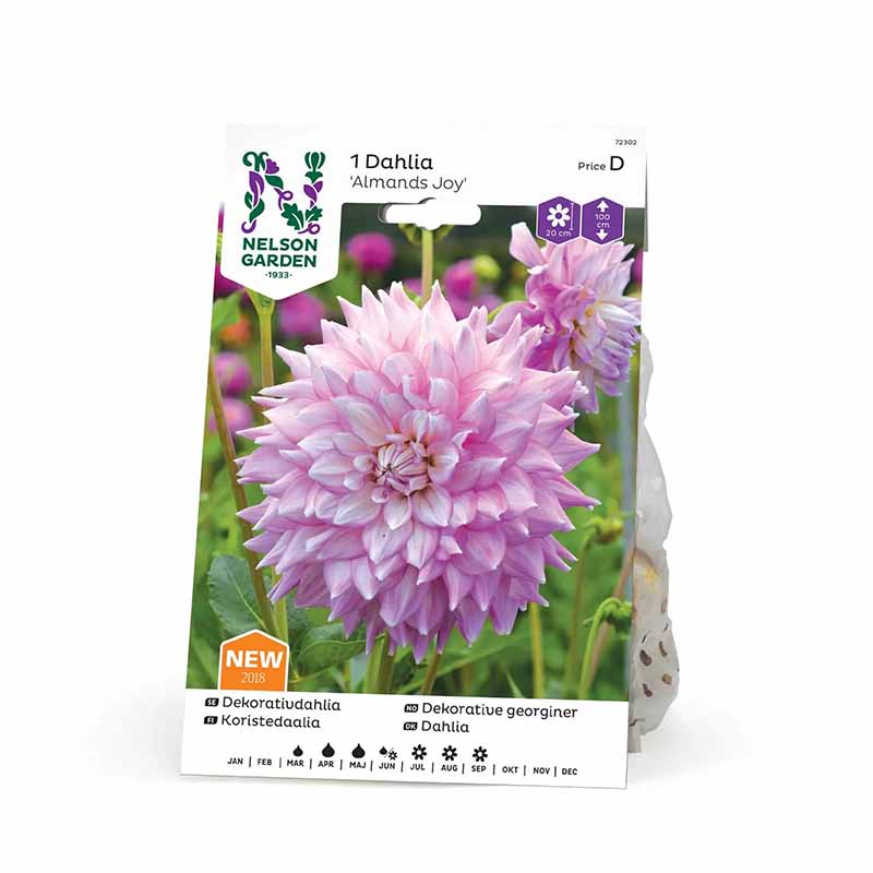 Dekorative Dahlie 'Almands Joy'