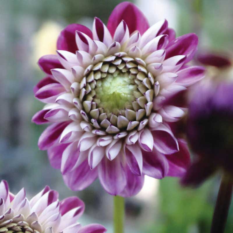 Ball-Dahlie 'Embassy'