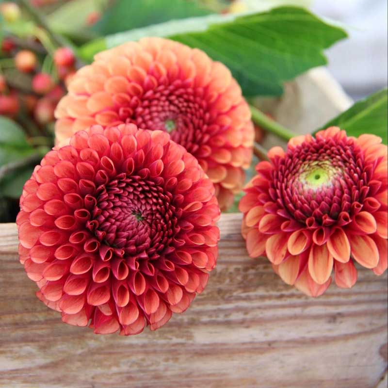 Pompondahlie 'Copperboy'