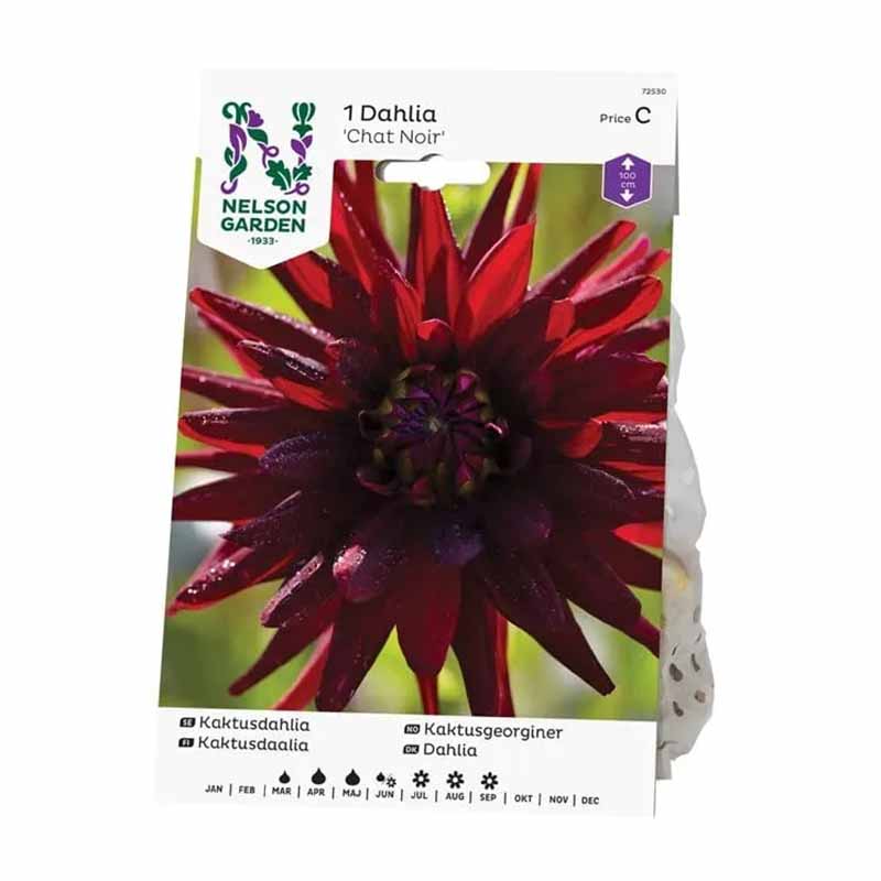 Kaktus-Dahlie 'Chat Noir'