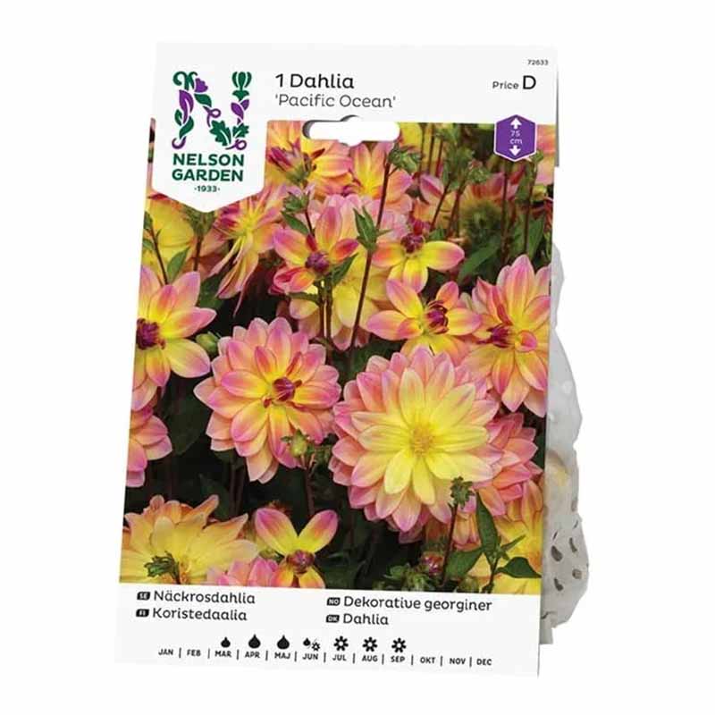 Seerosen-Dahlie 'Pacific Ocean'