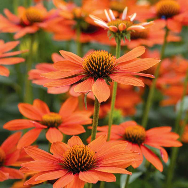 Sonnenhut 'Lakota Orange'