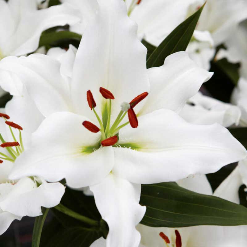 Orientlilie 'Rialto'