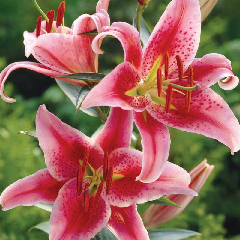 Orientlilie 'Star Gazer'