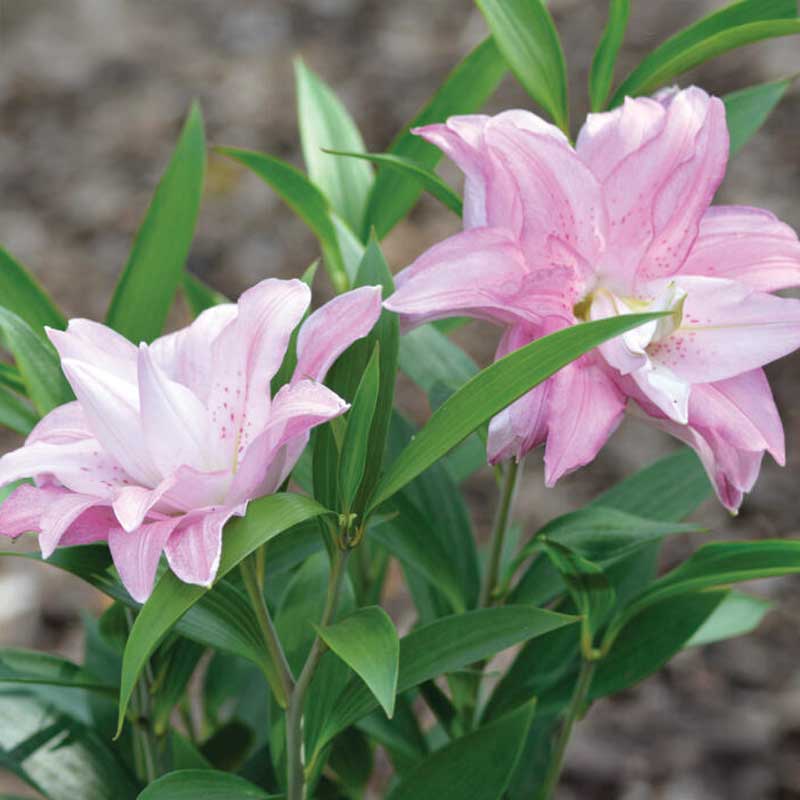 Orientlilie 'Lotus Queen'