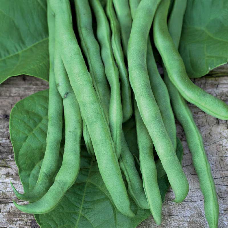 Pole Snap Bean 'Markant'