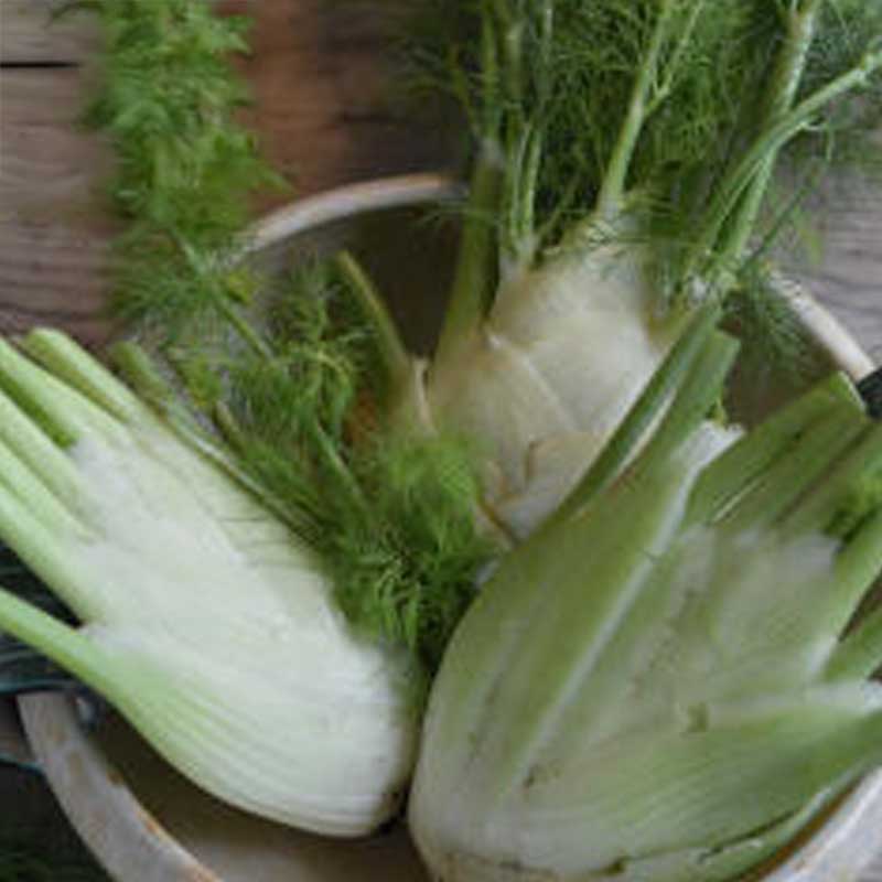 Fenchel 'Preludio' F1