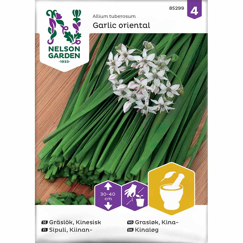 Chinesischer Schnittlauch 'Garlic oriental'