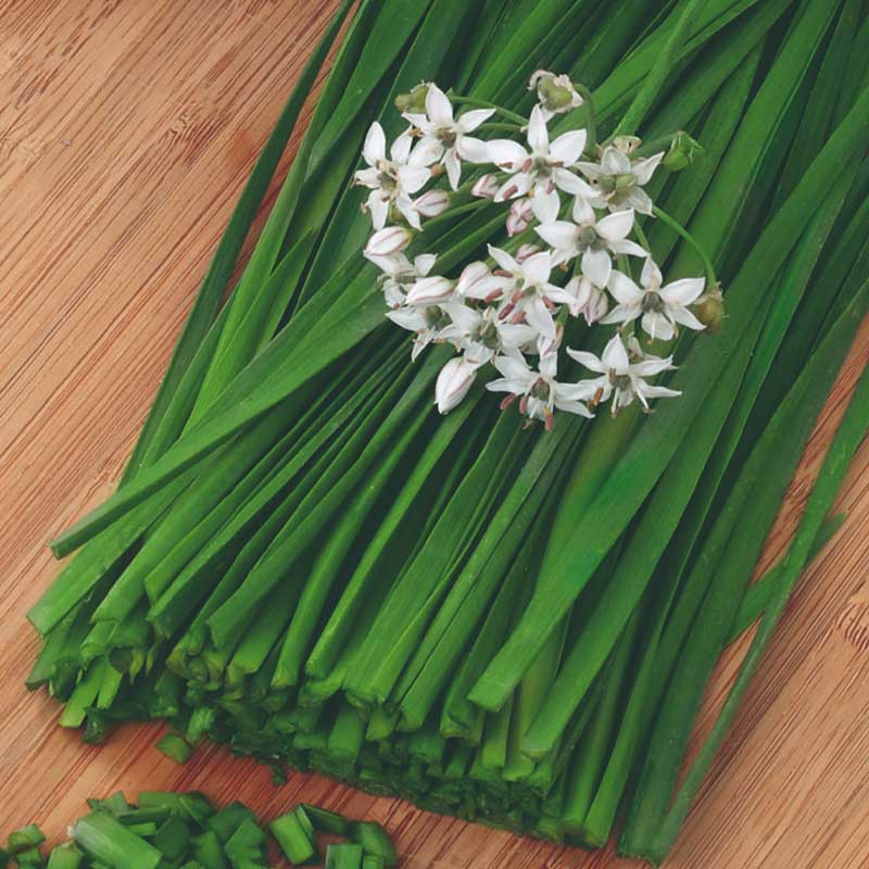 Chinesischer Schnittlauch 'Garlic oriental'