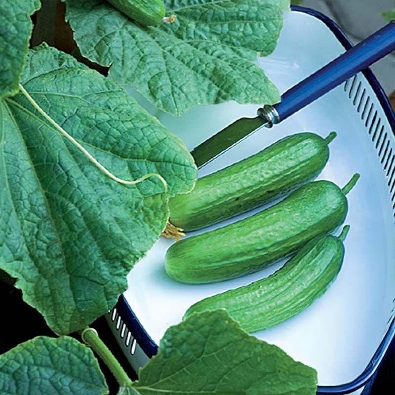 Potted Cucumber 'Baby' F1