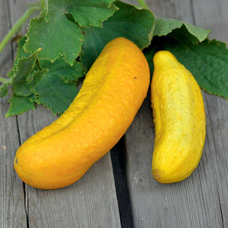 Frilandsgurka 'Gele Tros' Organic