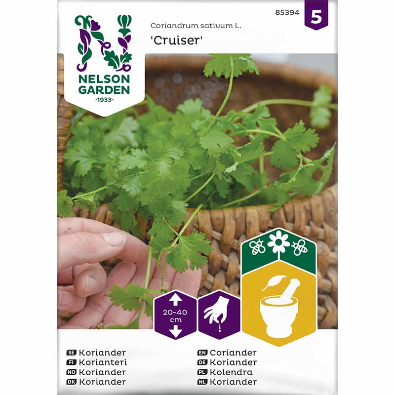 Koriander 'Cruiser'