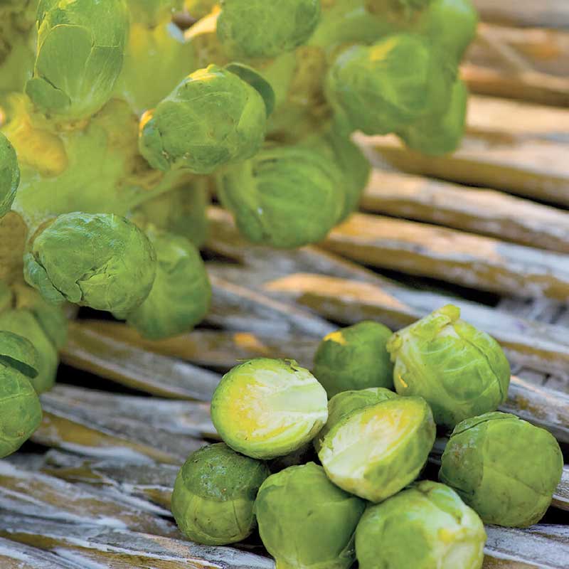 Rosenkohl 'Igor' F1, Organic