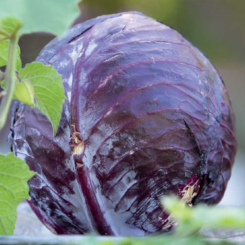 Rotkohl 'Langedijker Bewaar 2' Organic