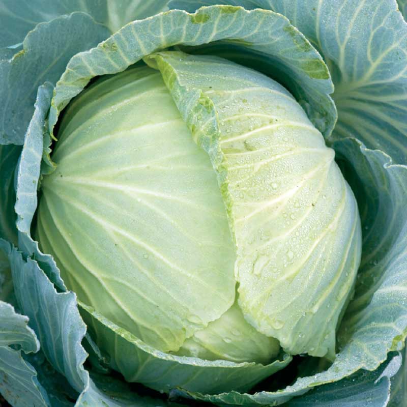 Weißkohl 'Copenhagen Market 2'