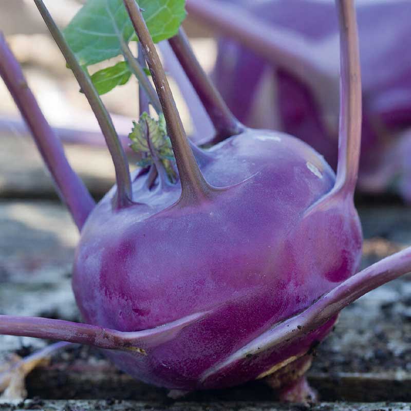 Kohlrabi 'Azur-Star' Organic